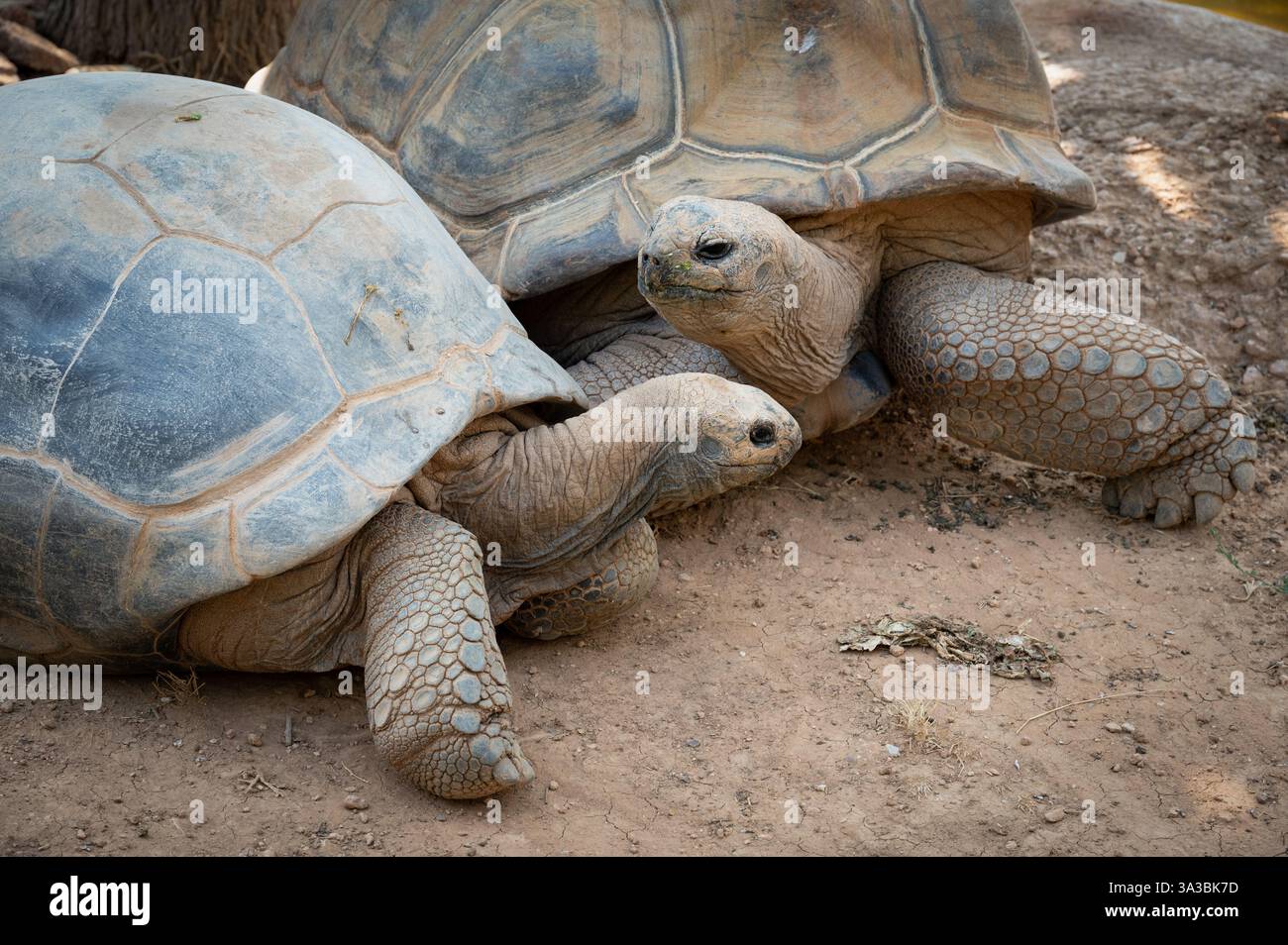 a pair of Aldabra Giant Tortoises in Attica Zoological park, in Greece Stock Photo