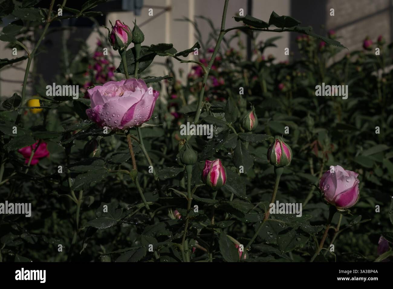 Pink Rose flowers with dew droplets in a botanic garden Stock Photo - Alamy