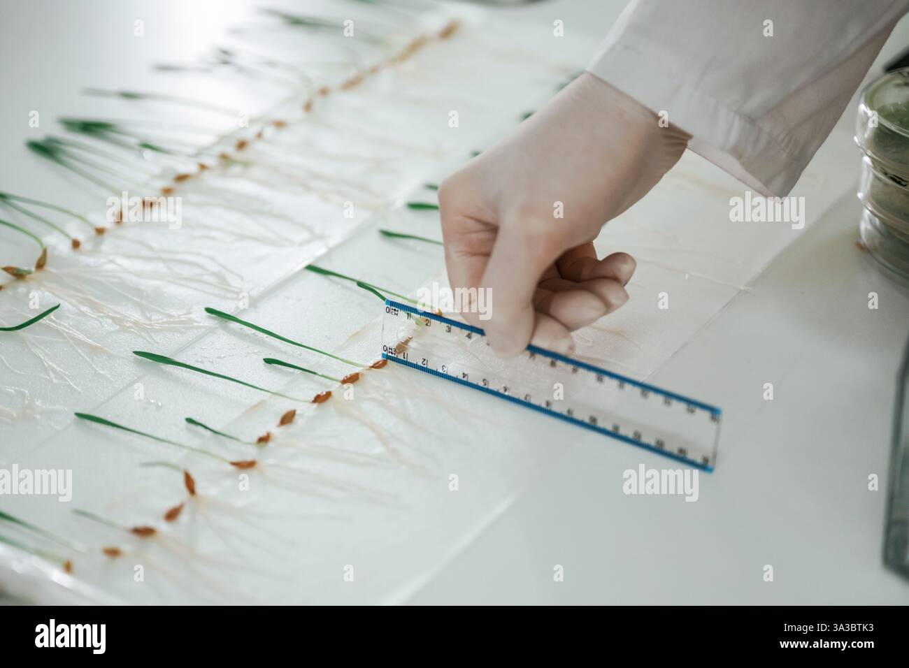 Botany Ruler Uses a ruler. Woman is working in the laboratory with grass ...