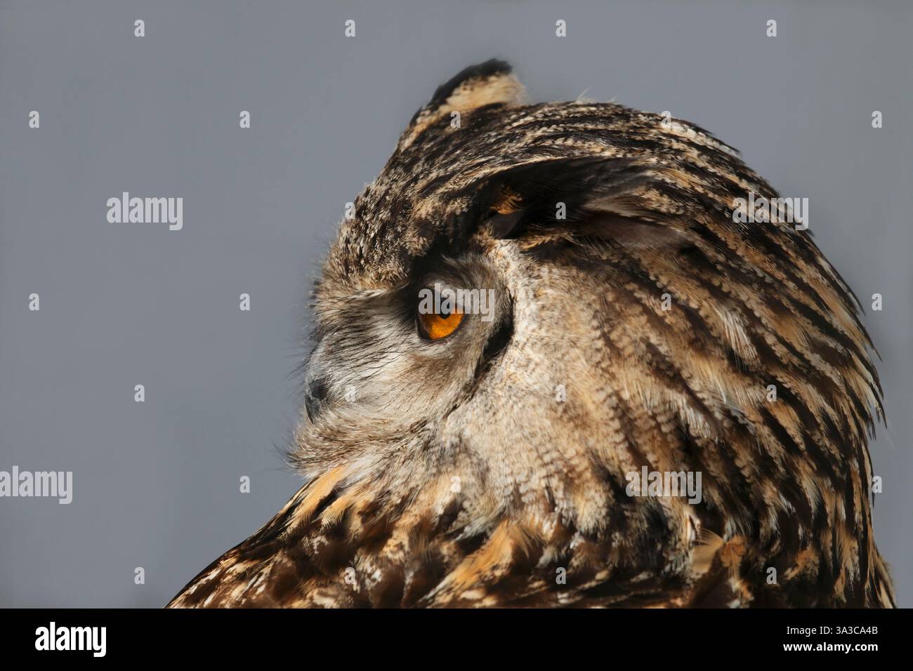 European Eagle Owl. Eurasian Eagle Owl, Bubo bubo Stock Photo