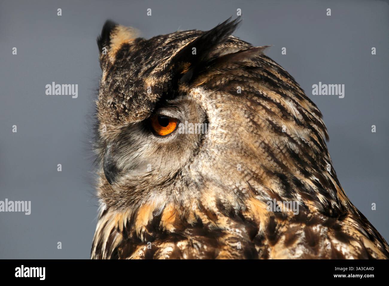 European Eagle Owl. Eurasian Eagle Owl, Bubo bubo Stock Photo