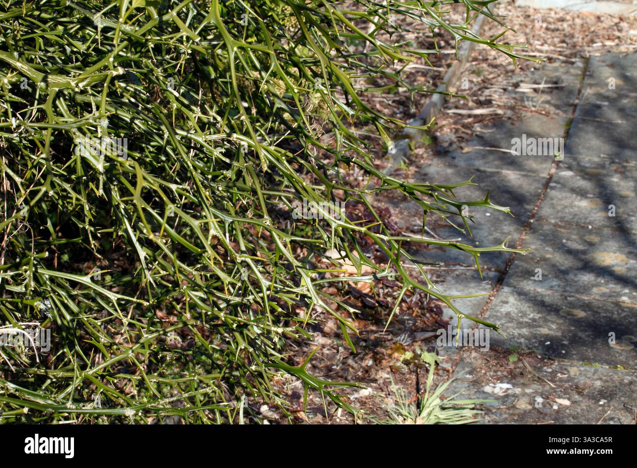 Thorny stems of Citrus trifoliata. Hardy Orange. Trifoliate orange. Stock Photo