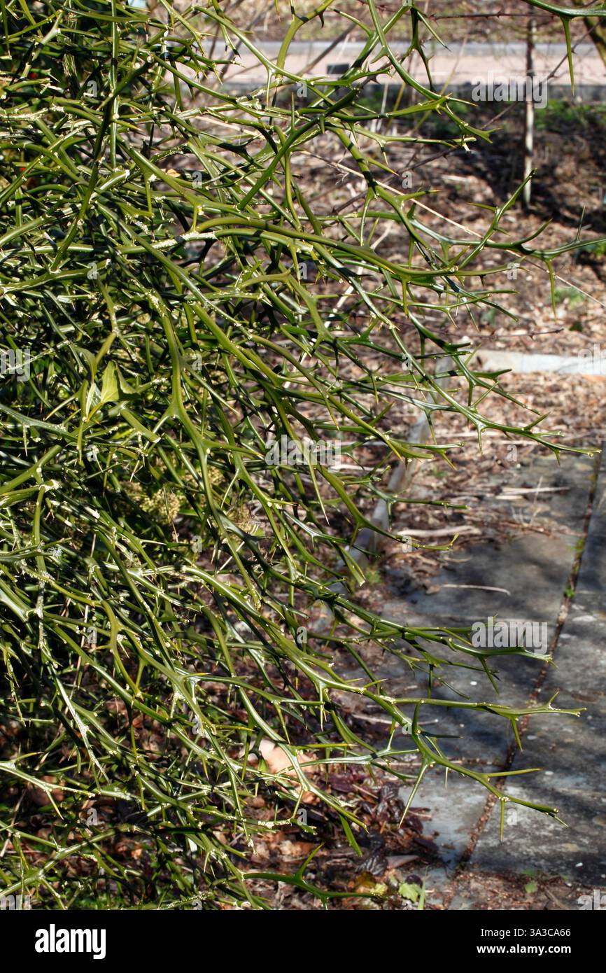 Thorny stems of Citrus trifoliata. Stock Photo