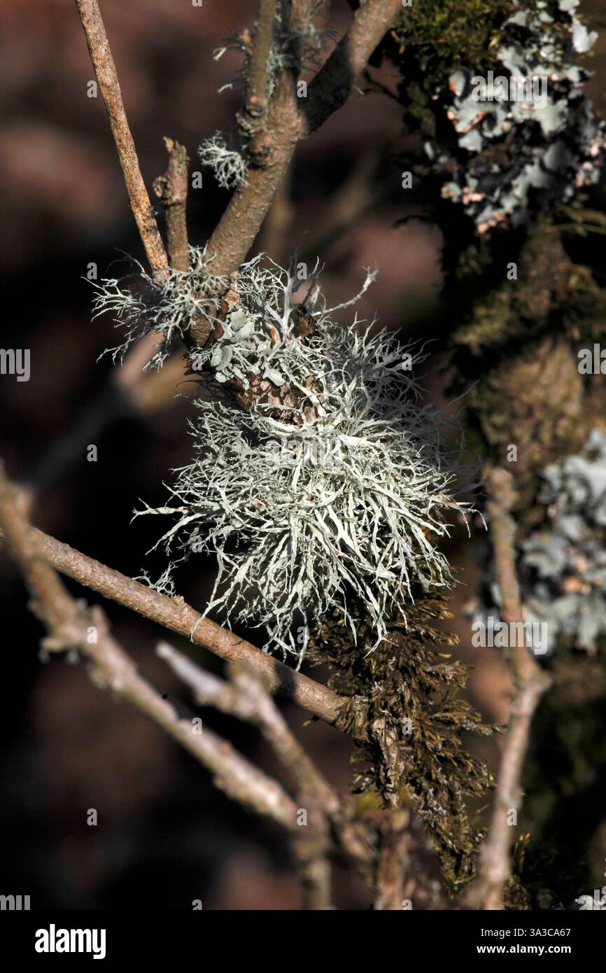 Evernia prunastri Stock Photo