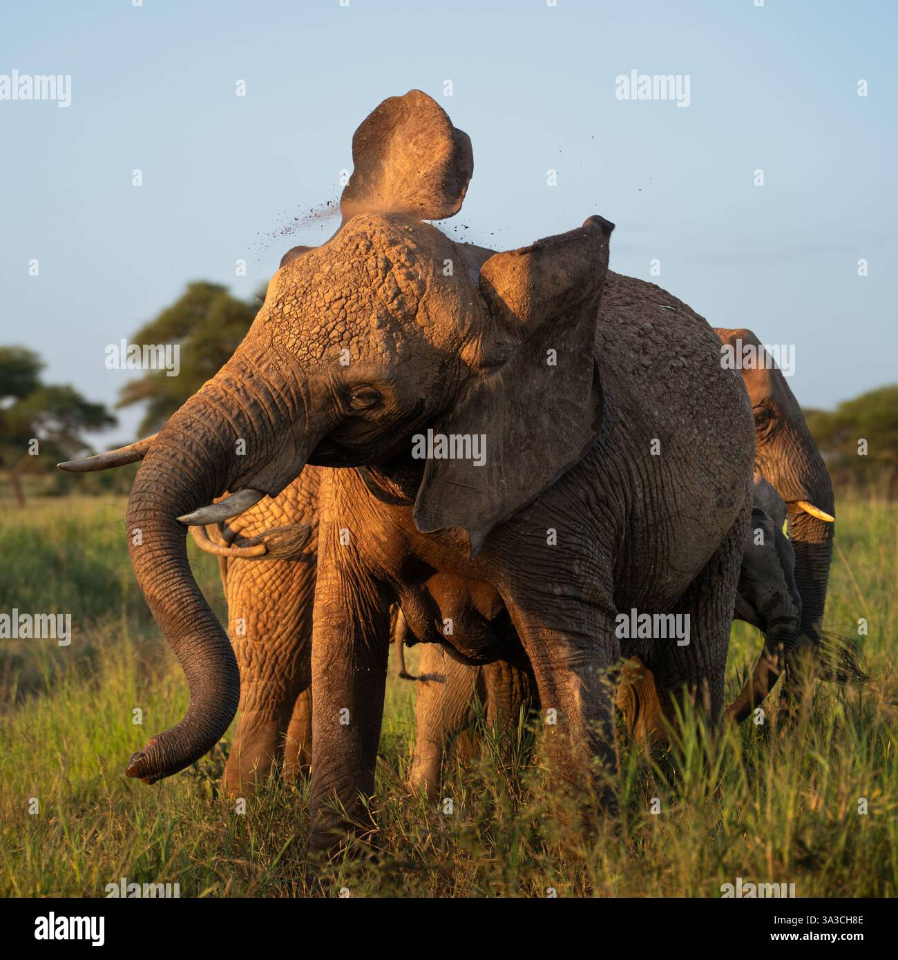 Sunset elephants in Africa shaking off dirt Stock Photo - Alamy