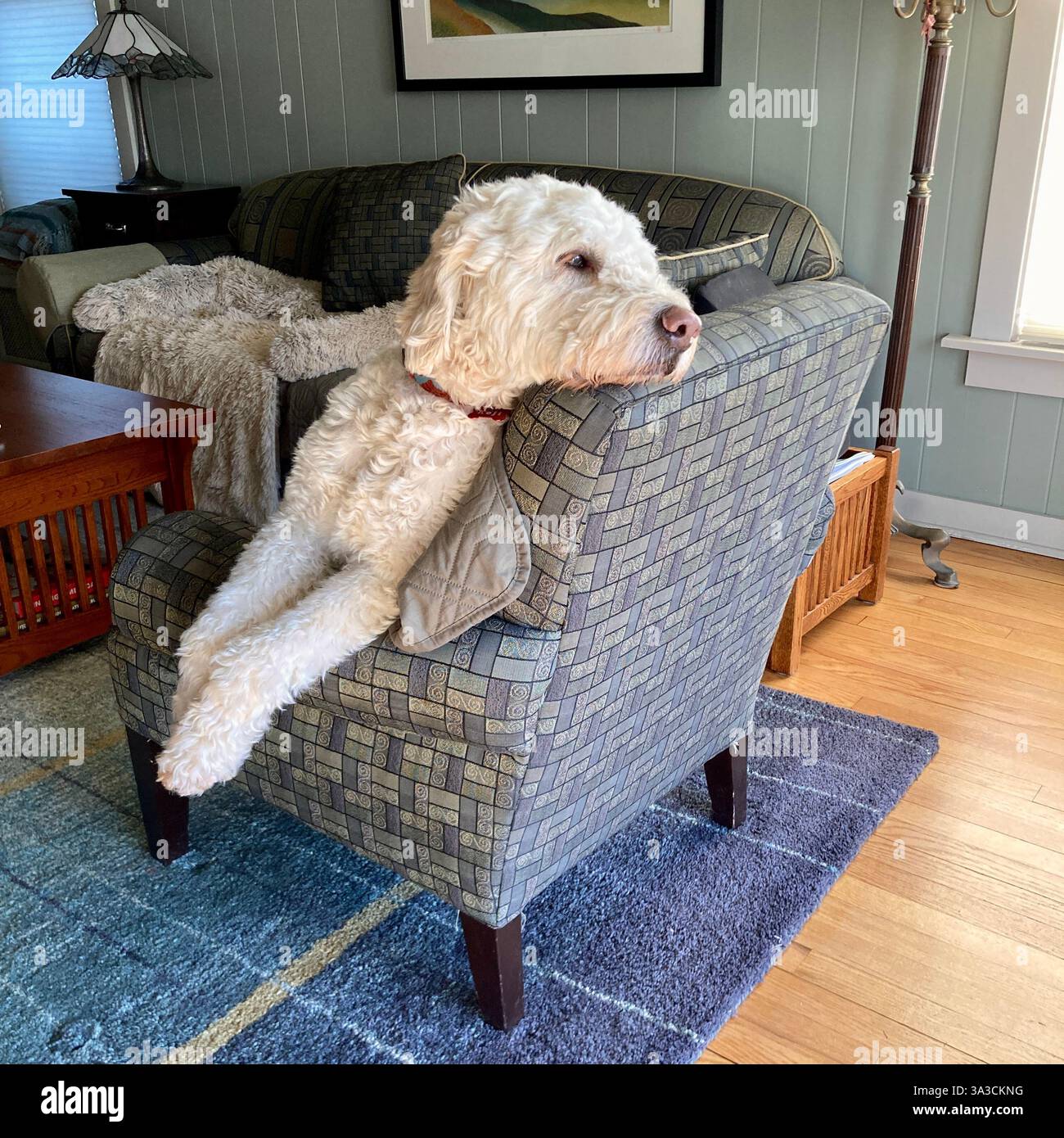 A goldendoodle relaxes on his chair while looking out the window. - Smartphone Captured Stock Image