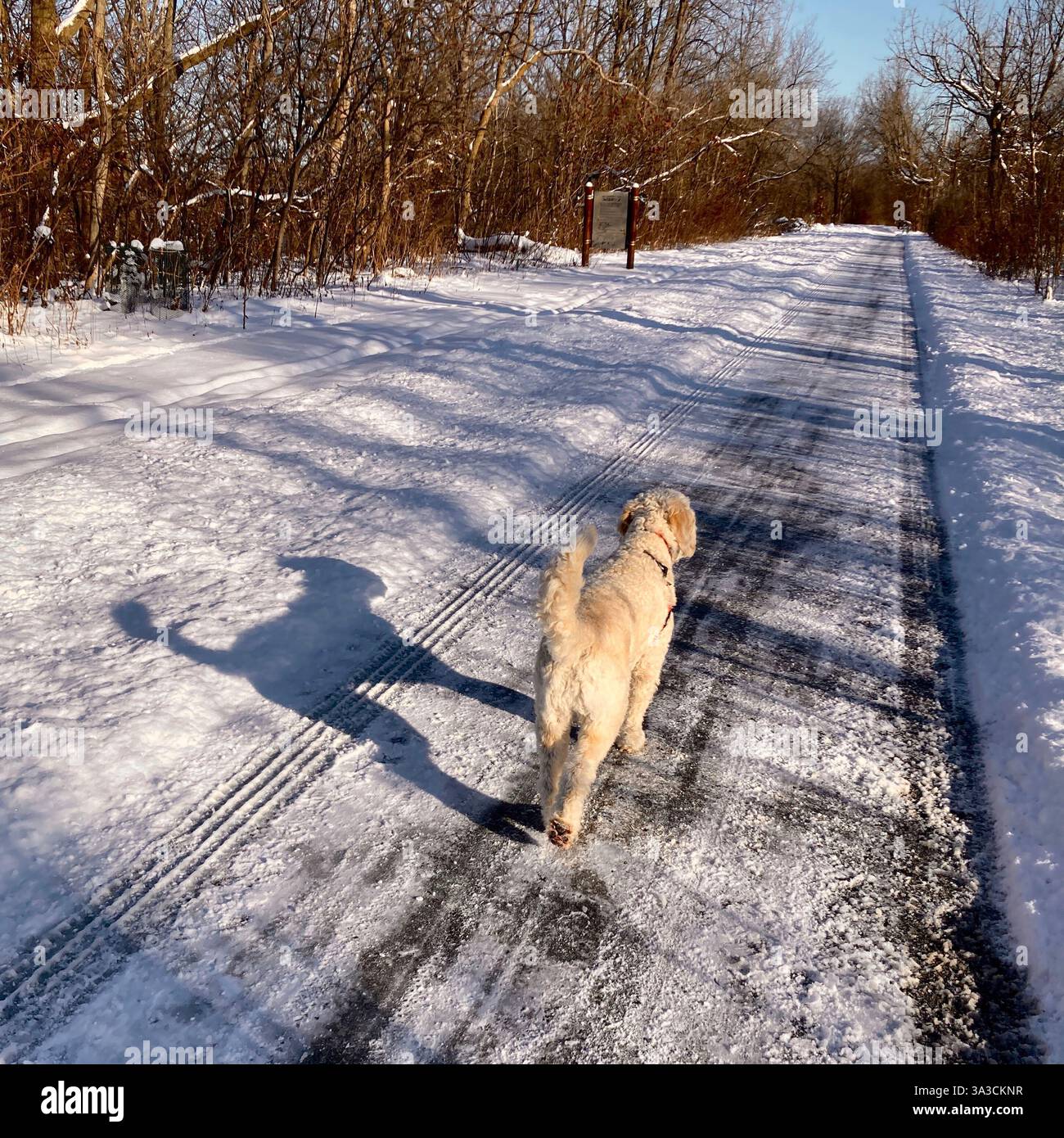 A goldendoodle walks off leash on a plowed path in Wisconsin, USA - Smartphone Captured Stock Image