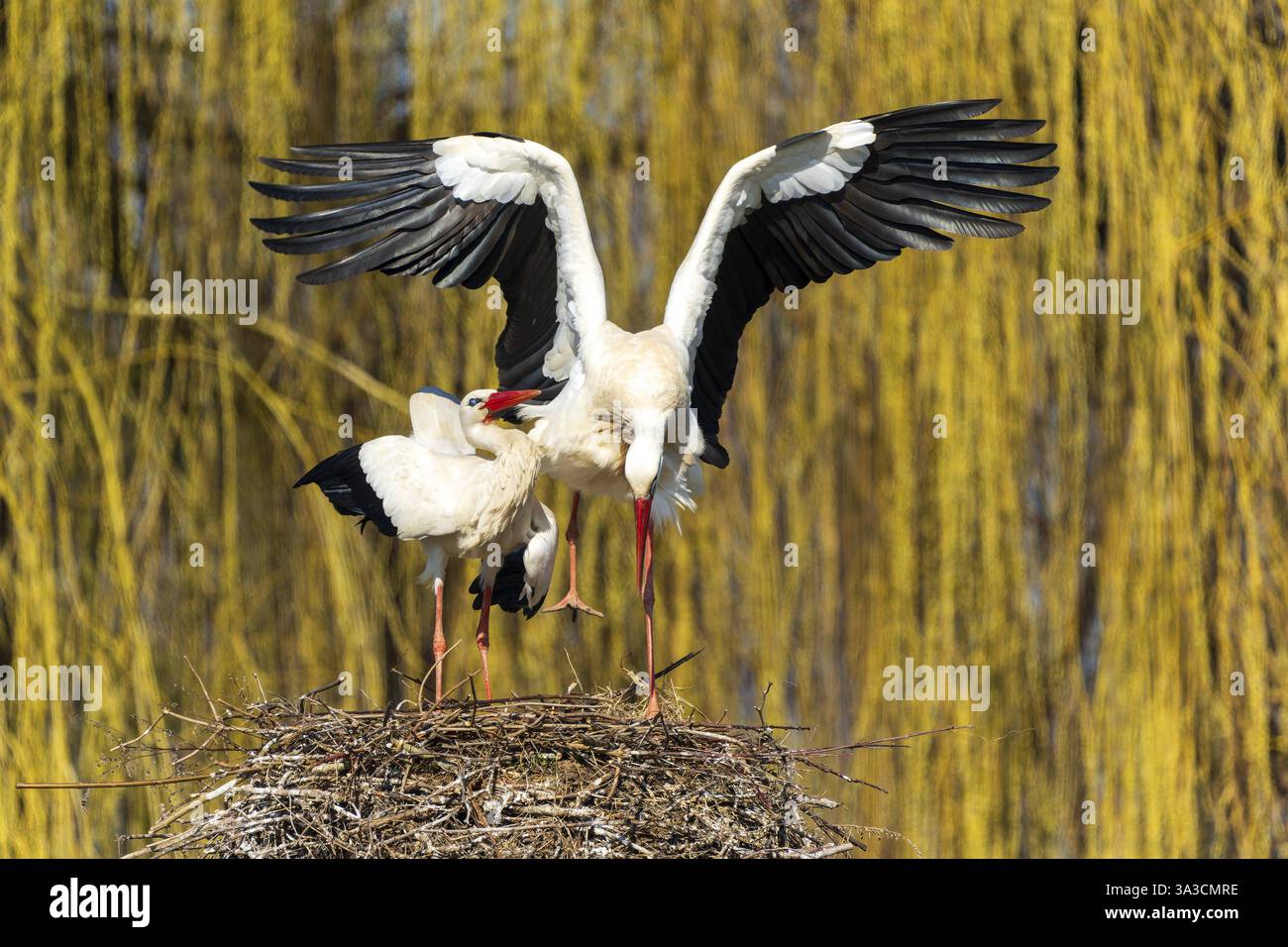 Two storks facing each other on a nest, white stork (Ciconia ciconia ...
