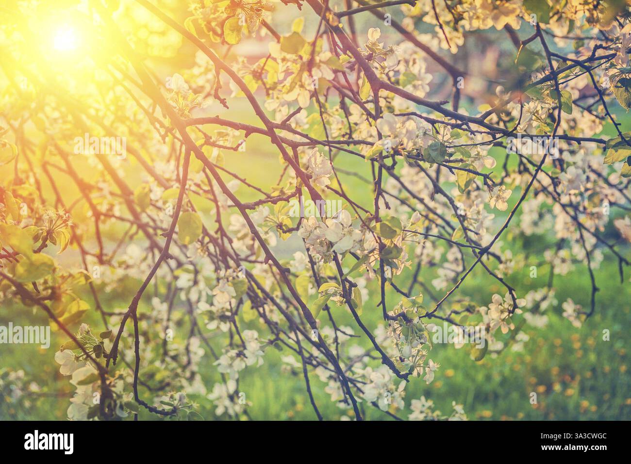 View on twigs of blossoming apple tree and translucent sun instagram stile Stock Photo