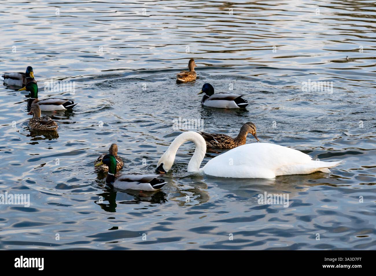 Two swans gracefully swim side by side in a serene lake, surrounded by ...