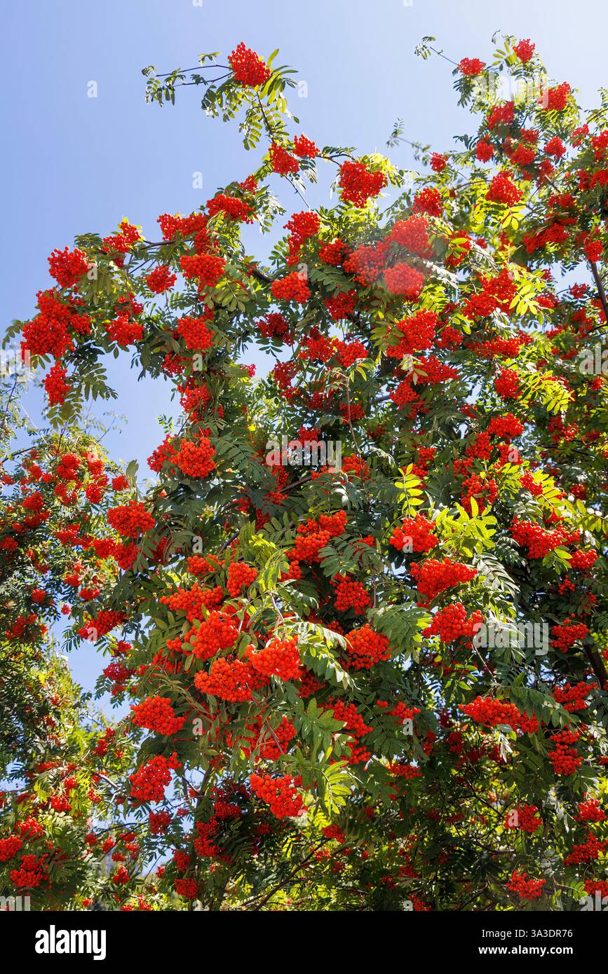 European Rowan Sorbus aucuparia tree with red berries, Banska Stiavnica ...