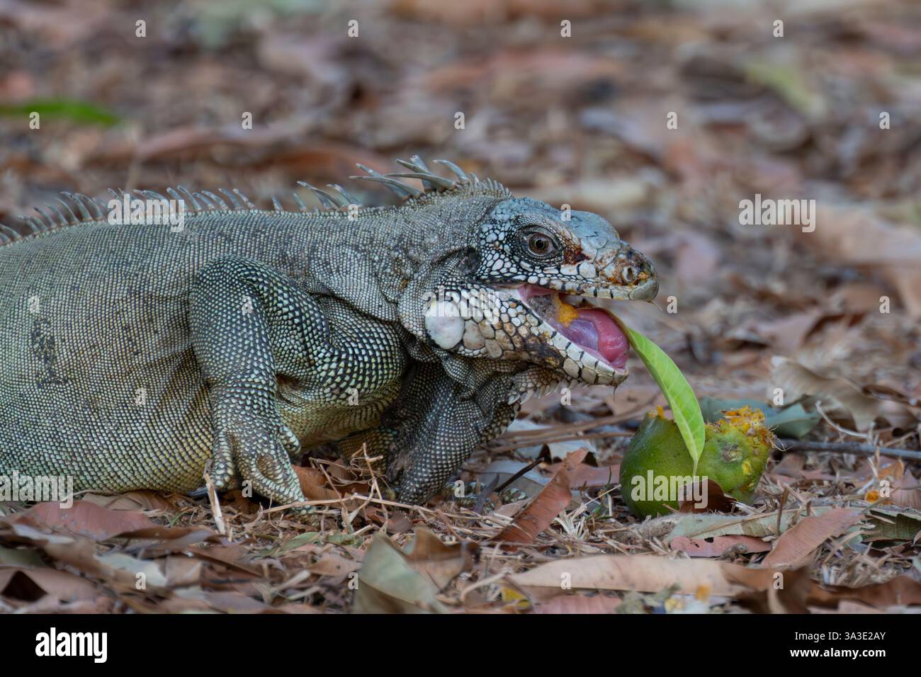 A closer look at Optimal Feeding For Green Iguanas Breeding