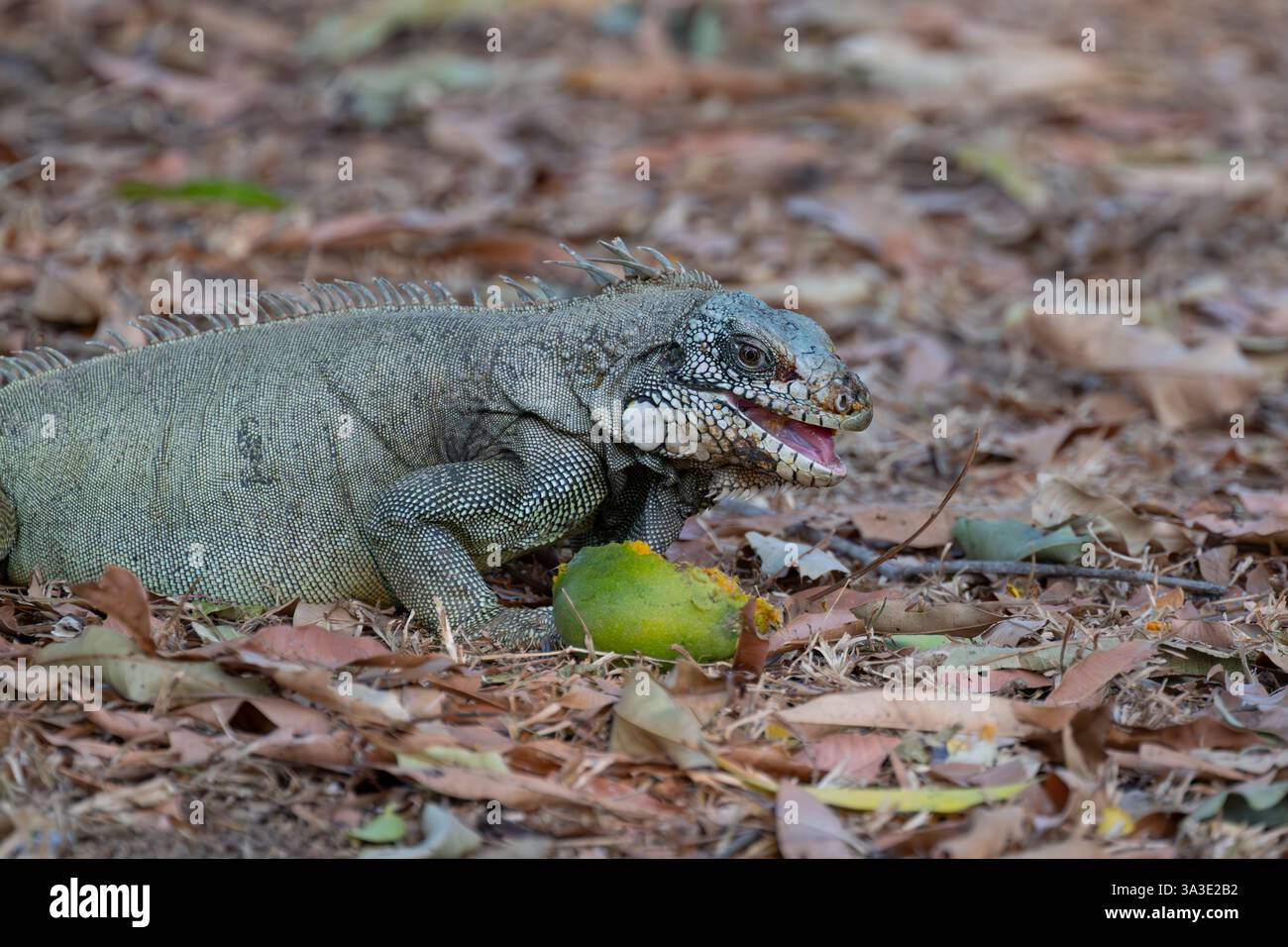 Image showcasing Green Iguana (Iguana iguana) feeding on mango, Hato la Aurora, los ...