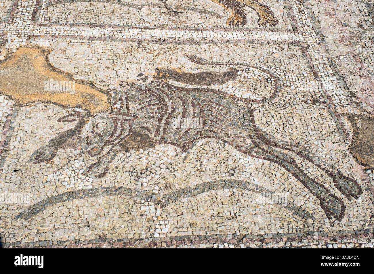 Roman mosaic floor panel depicting a charging bull. Archaeological Site ...