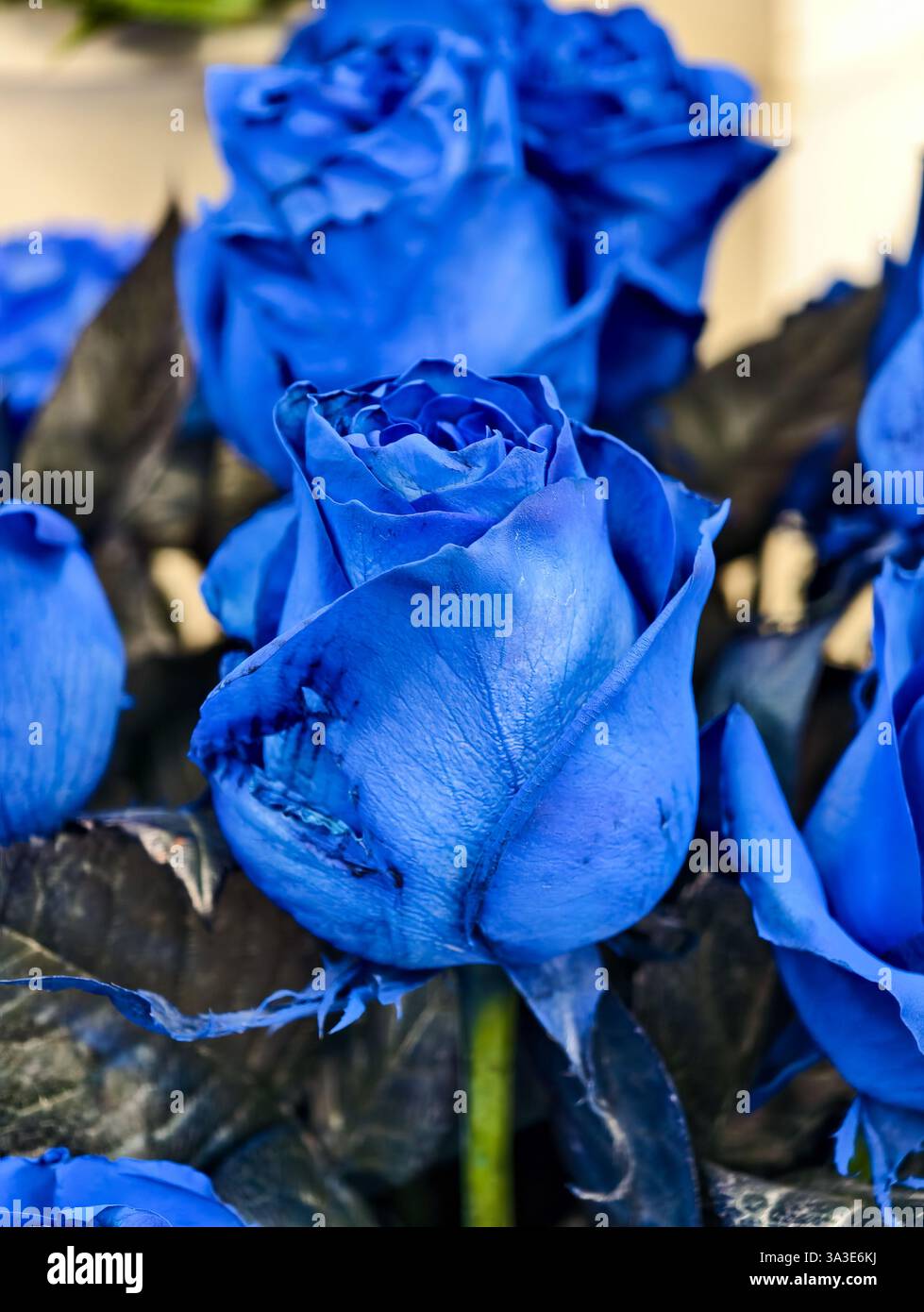 Unique blue roses close-up – rare floral beauty, vibrant petals ...