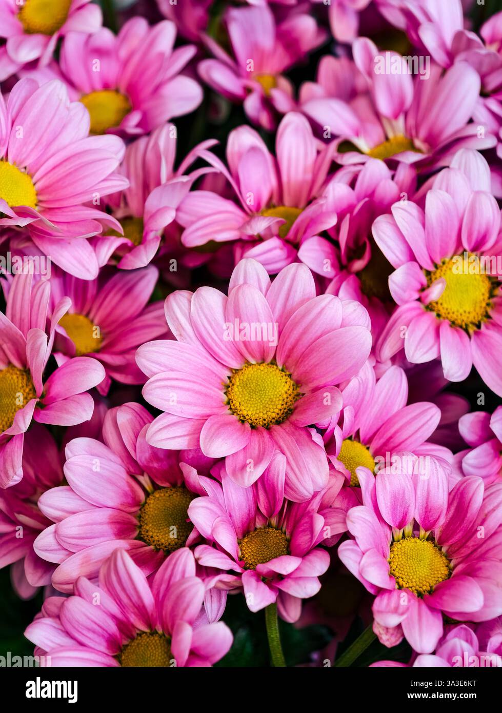 Pink flowers yellow center hi-res stock photography and images - Alamy
