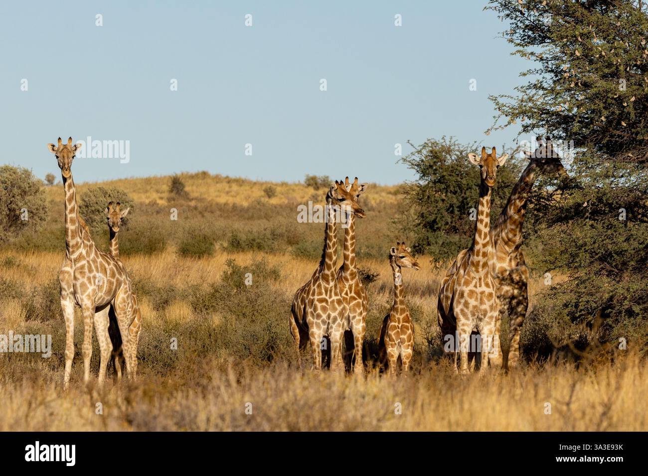 Group giraffes in bush in hi-res stock photography and images - Alamy
