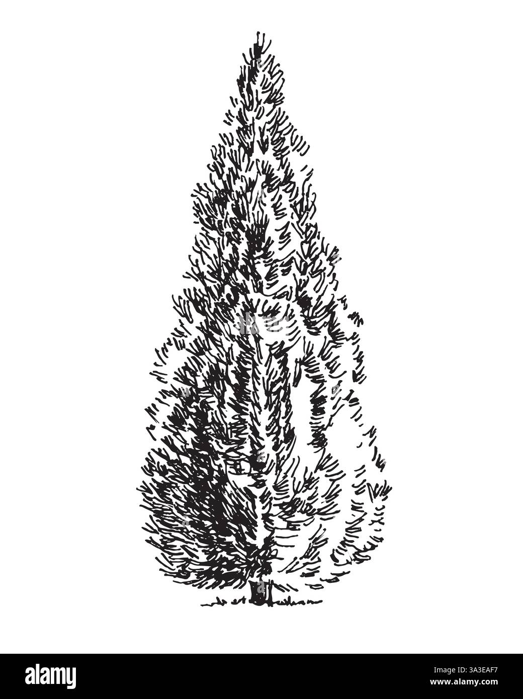 Lushed A tree Lushed with leaves in Pyromidal shape, vintage line drawing or ...