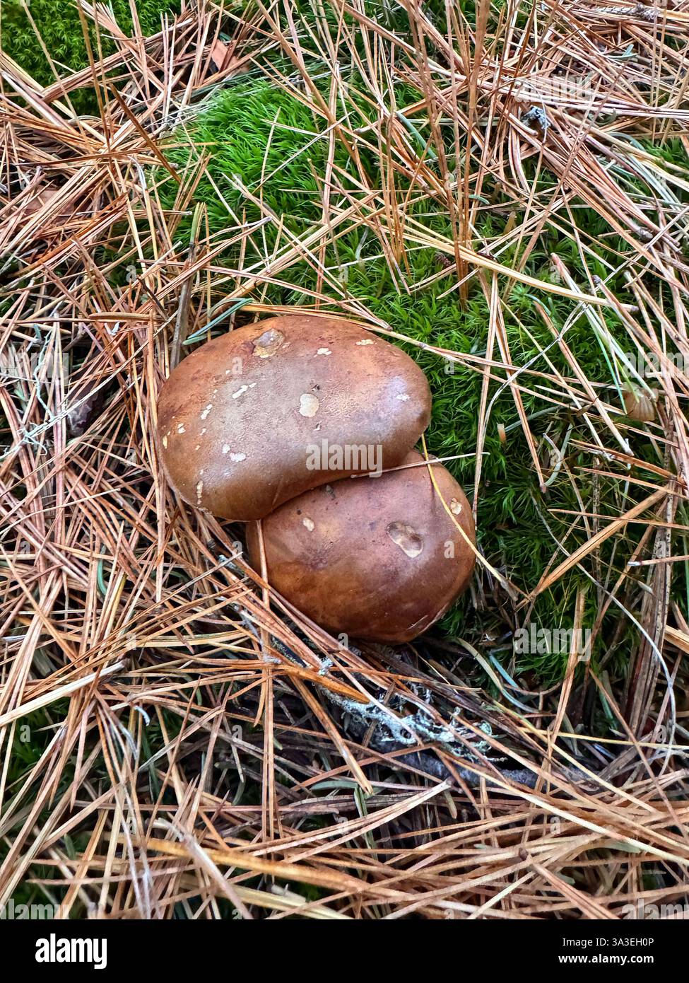 The caps of two mushrooms stick out from under the moss and spruce needles Stock Photo