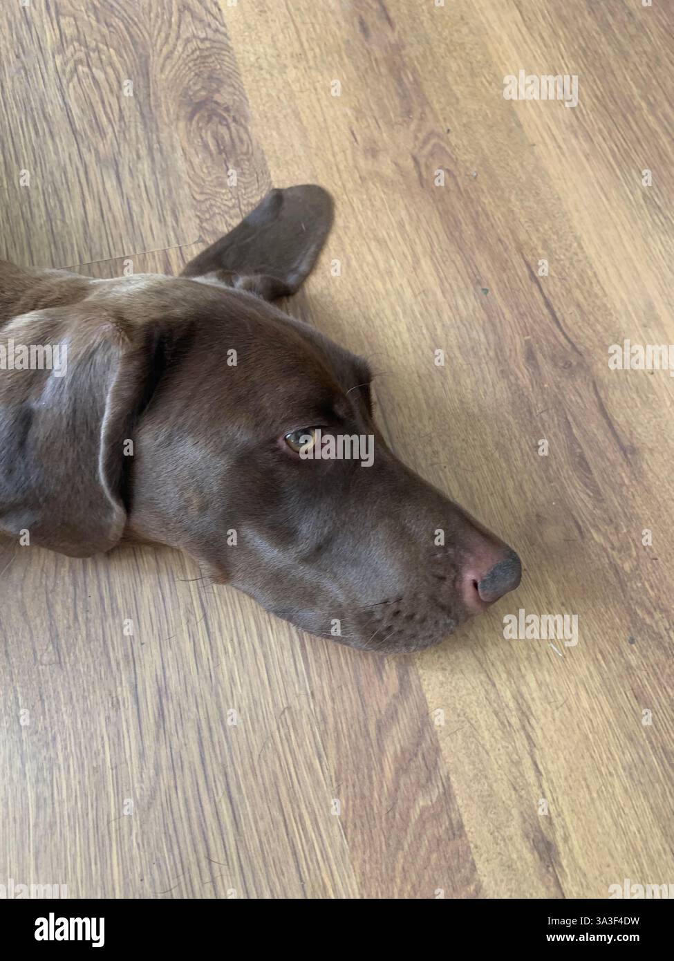 Lazy Weimarner German Shorthaired Pointer cross dog - Smartphone Captured Stock Image