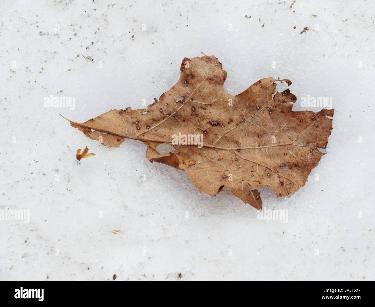 A dry Oak leaf laying on the snow Stock Photo