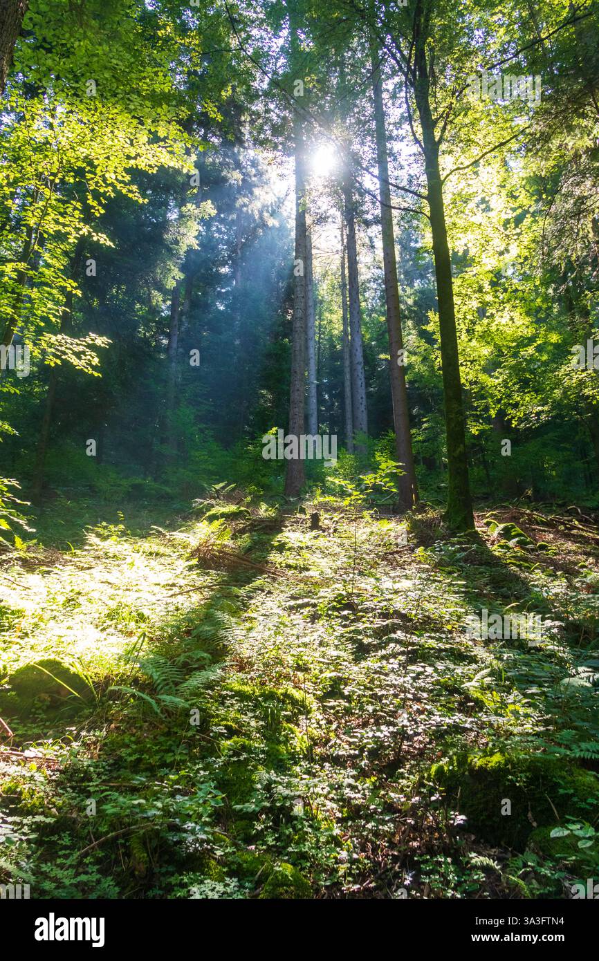 Ray of sunlight in a green forest Stock Photo - Alamy