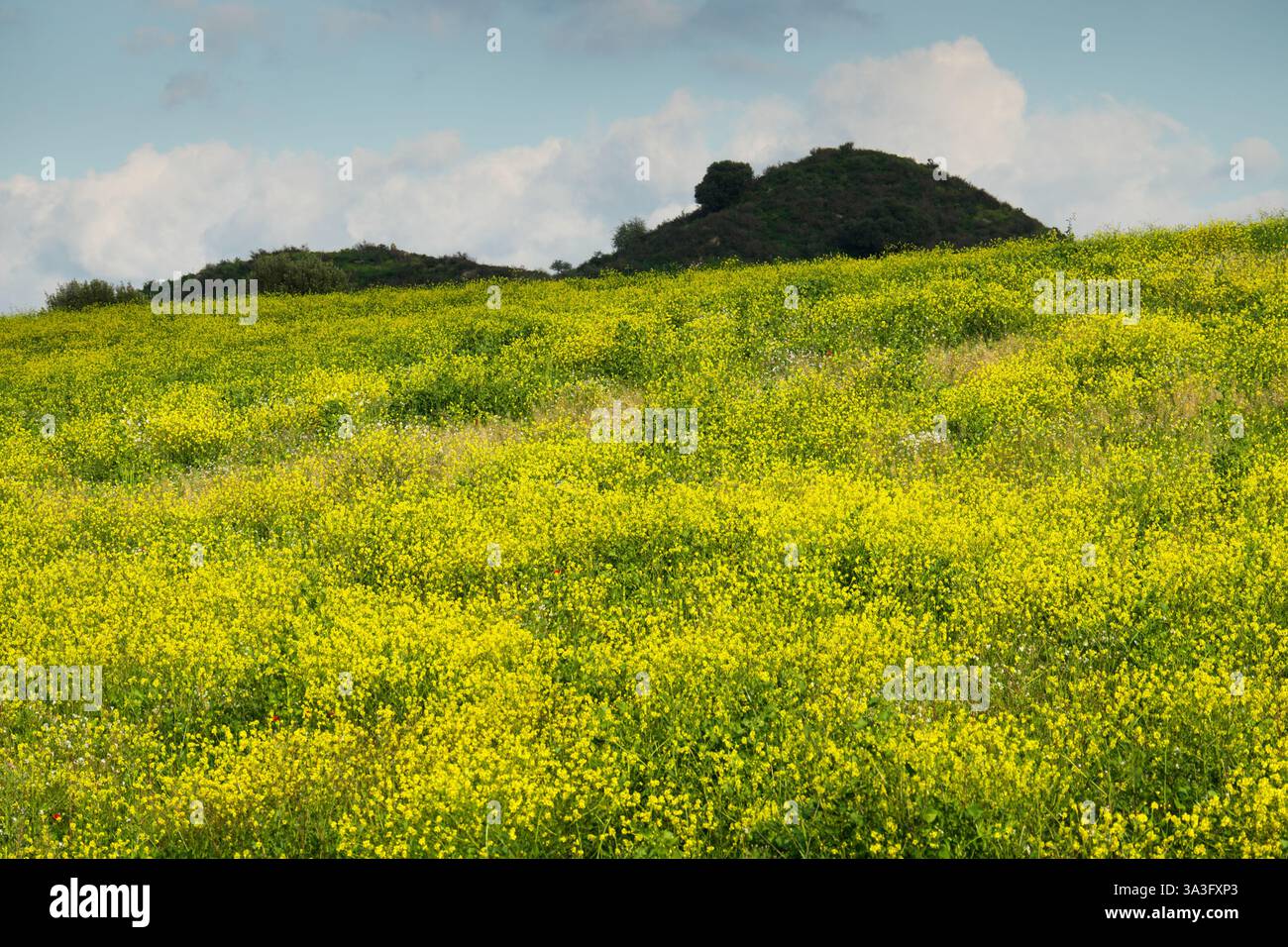 early spring of a meadow with yellow flowering, Sicily, Italy Stock ...