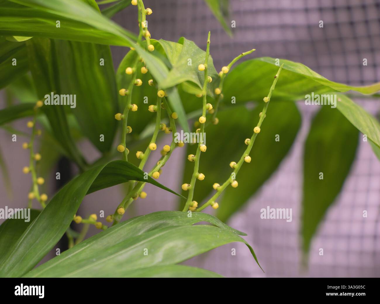 Chamaedorea palm hi-res stock photography and images - Alamy