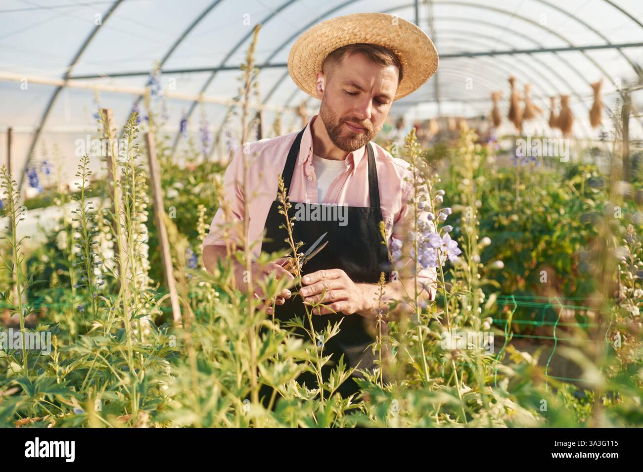 Male owner examining plants hi res stock photography and images Alamy Male owner examining plants hi res stock photography and images Alamy
