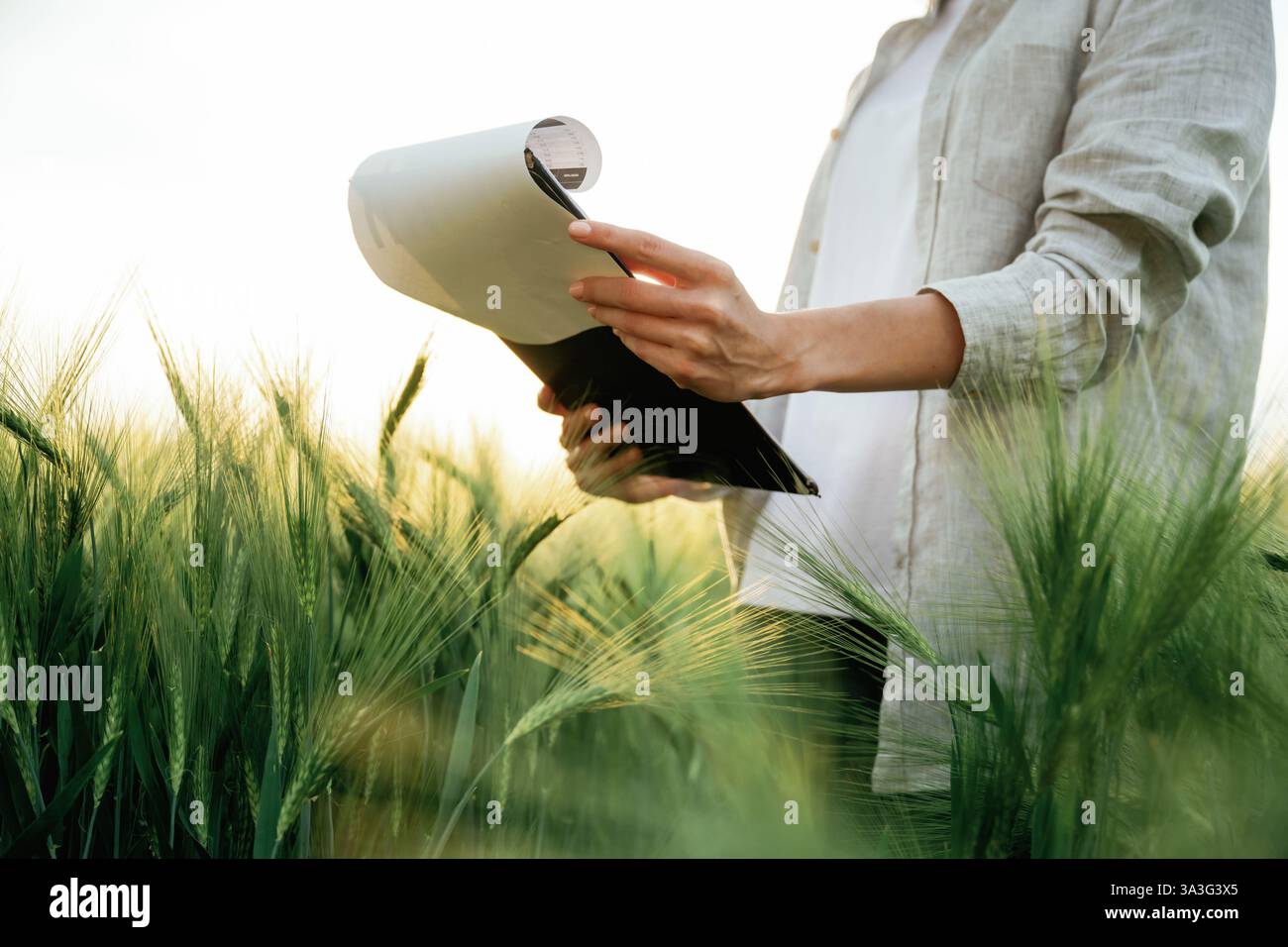 Side view, holding notepad with documents. Woman in white is on the agricultural wheat field. Stock Photo