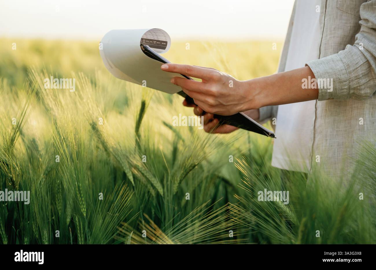 Side view, holding notepad with documents. Woman in white is on the agricultural wheat field. Stock Photo