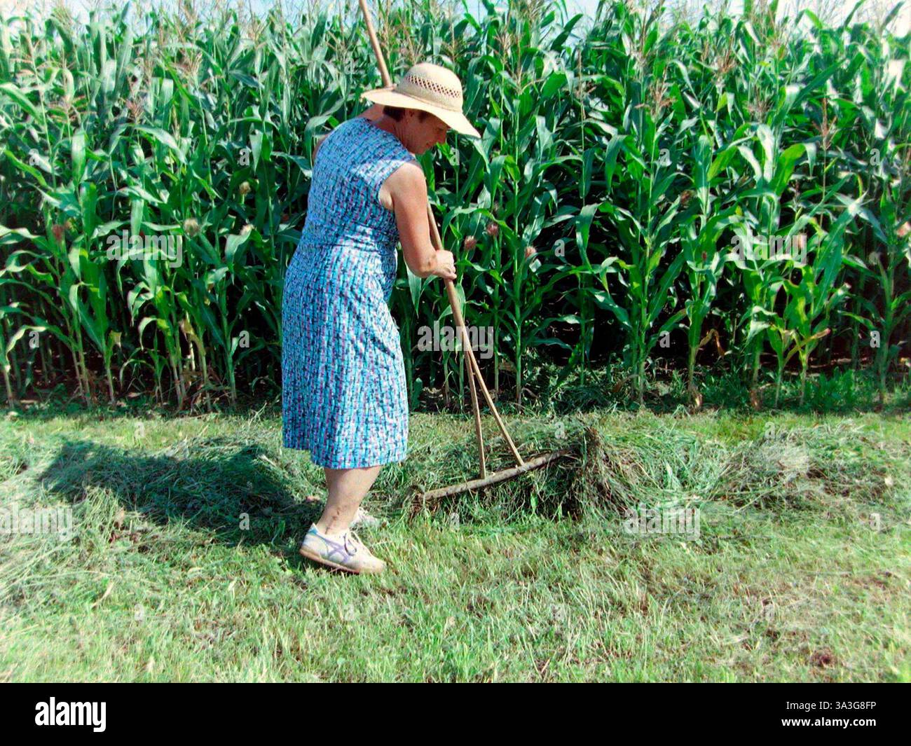a farmer with a rake at the hay work a farmer at hay work Stock Photo ...