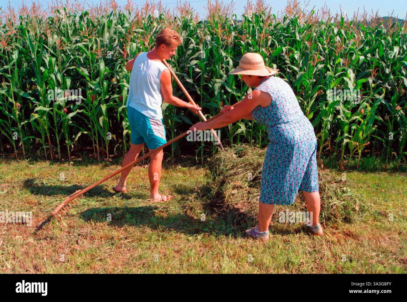 a farmer with a rake at the hay work a farmer at hay work Stock Photo ...