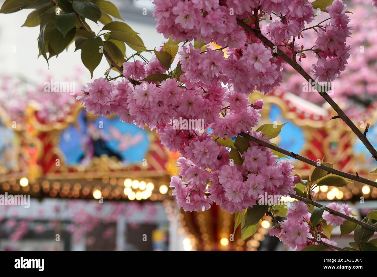 Idyll Spring Spring idyll: cherry blossoms and carousel Stock Photo - Alamy