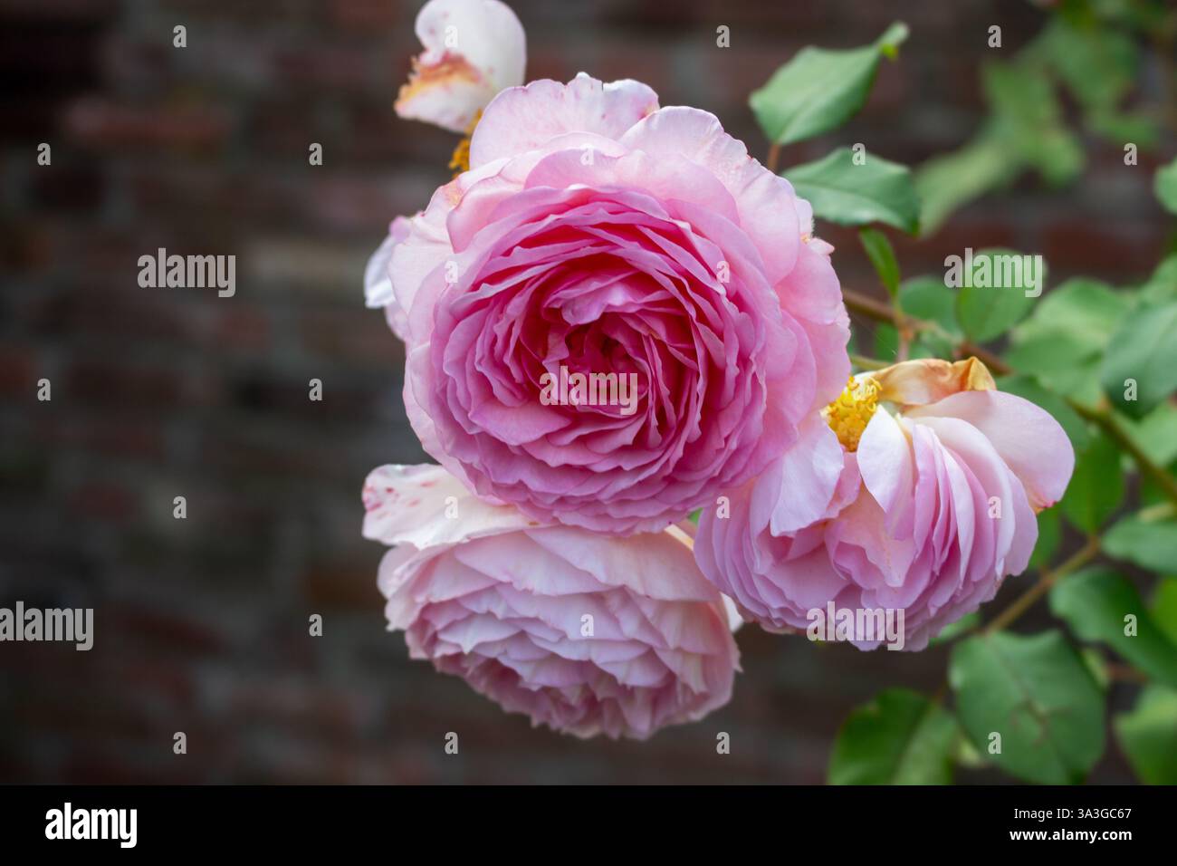 Romantic roses: pink flowers in front of a brick wall Stock Photo - Alamy