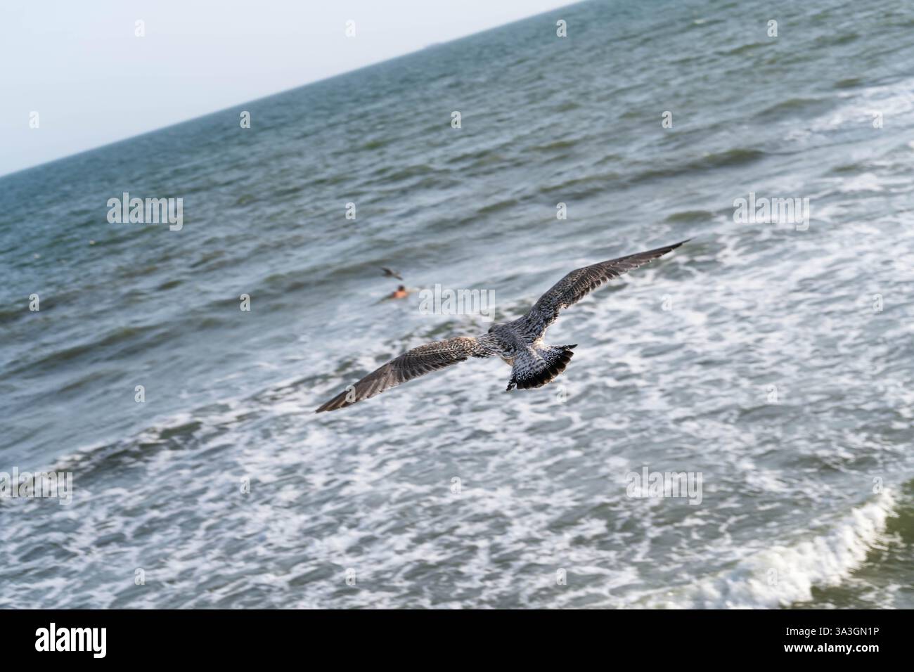 seagull flying over the sea Stock Photo