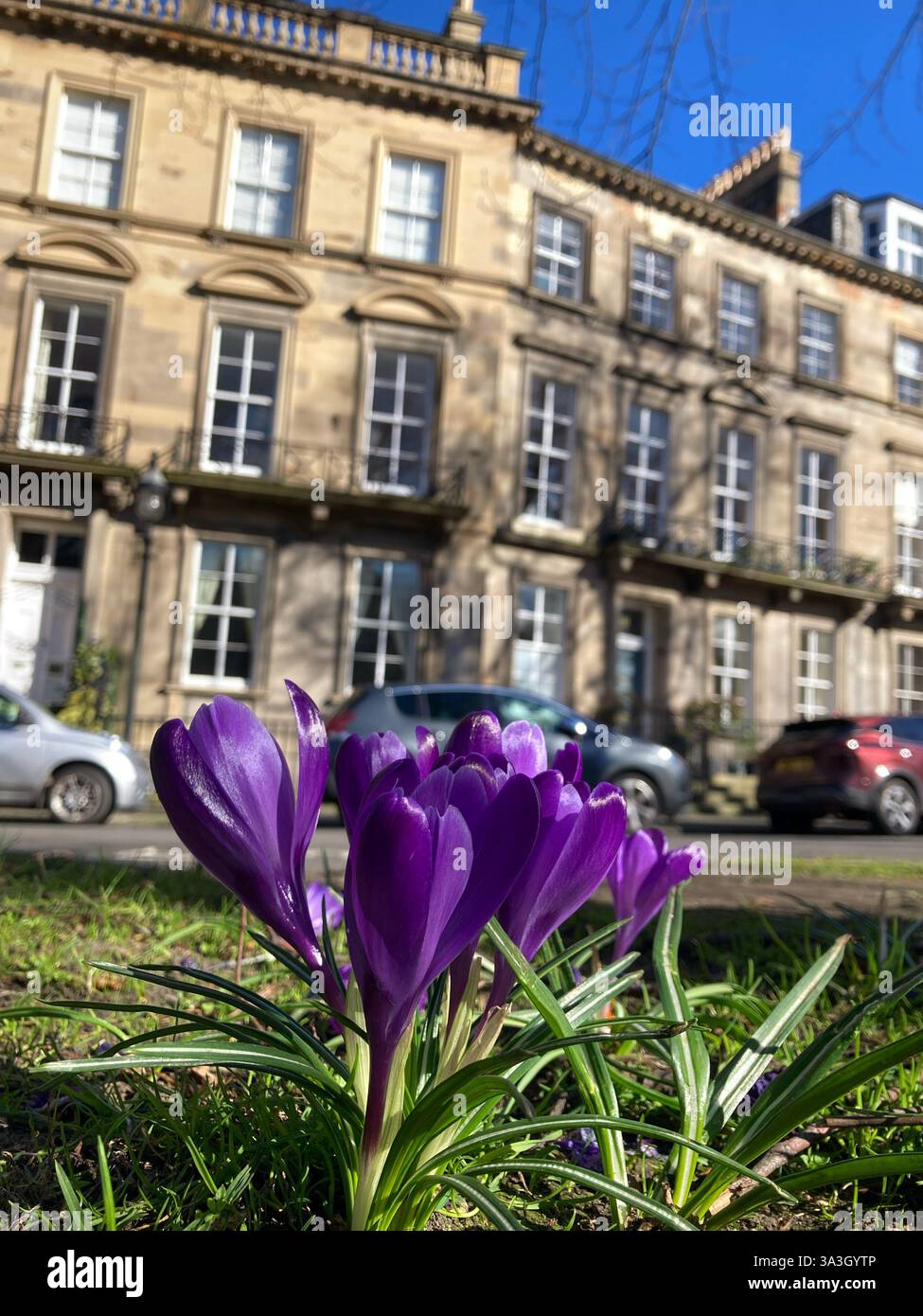 Spring Crocuses in Clarendon Crescent, Edinburgh New Town Streets, upmarket housing, Edinburgh, Scotland Stock Photo