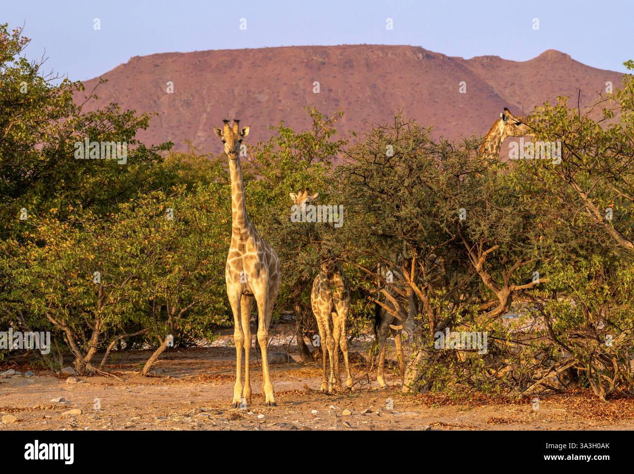 Group giraffes in bush in hi-res stock photography and images - Alamy