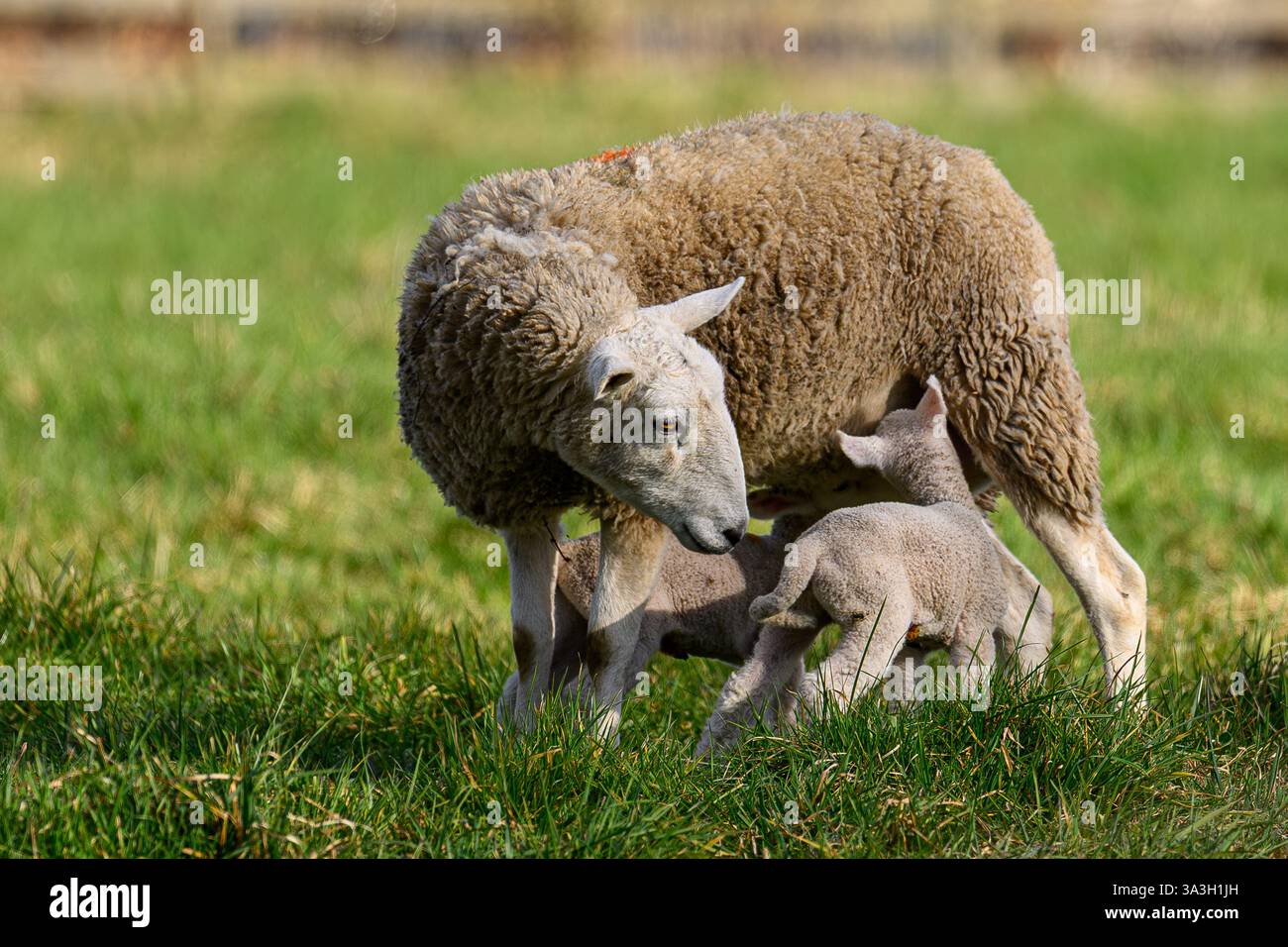 Spring Lambs in Oxfordshire,Uk Stock Photo - Alamy