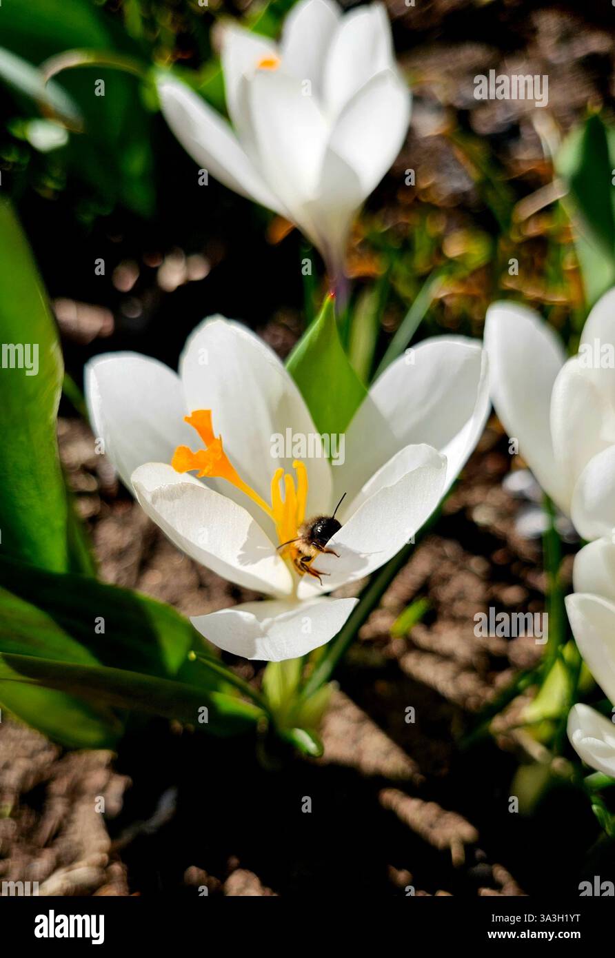 white crocus flowers, spring - Smartphone Captured Stock Image