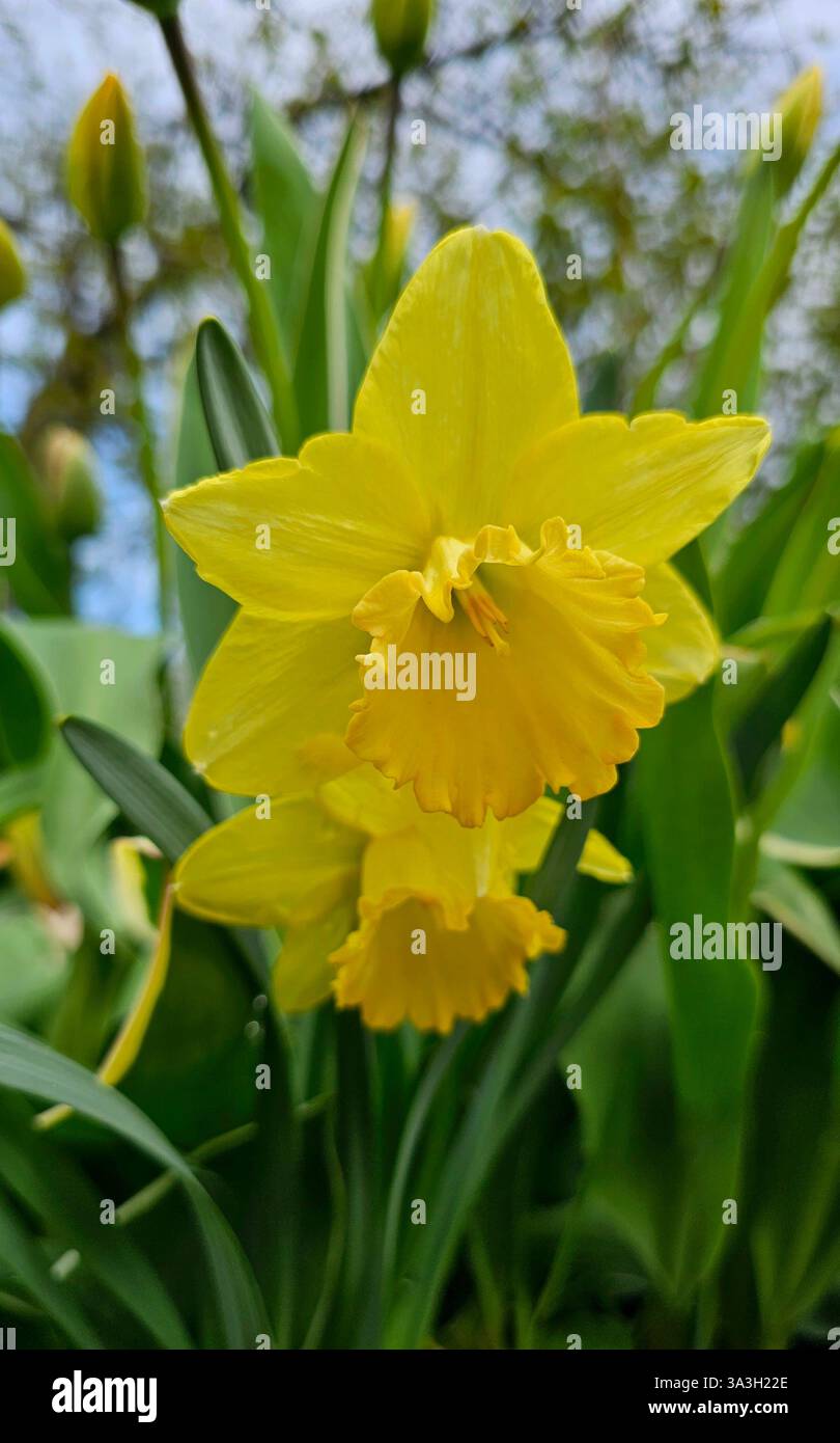 yellow daffodil flowers blooming n the garden - Smartphone Captured Stock Image