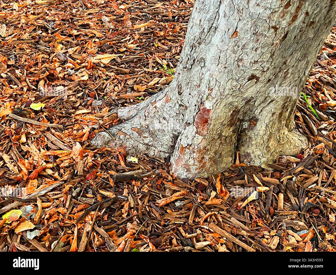 Tree trunk and fallen leaves on the ground. - Smartphone Captured Stock Image