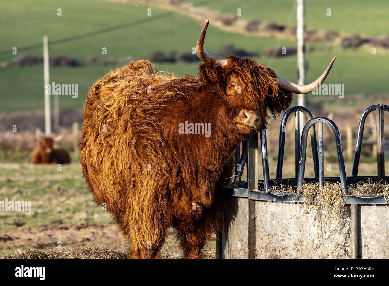 A close up of a highland cow in the spring sunshine Stock Photo - Alamy