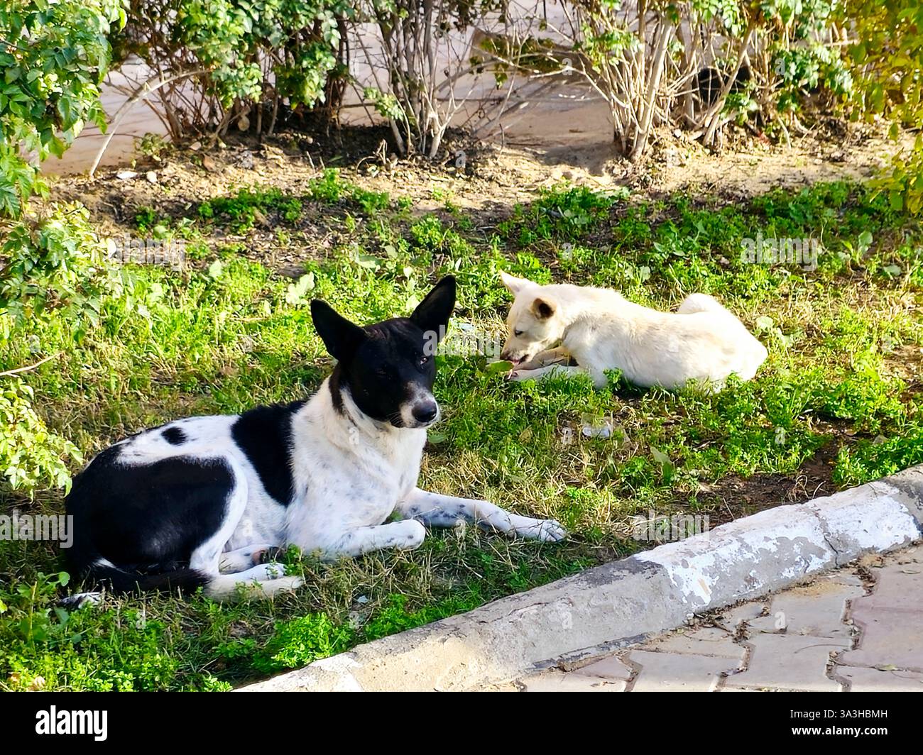 A mother dog with its cub trying to get his 1st chicken leg feeding ...