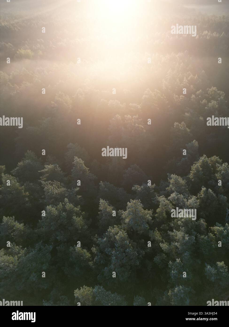 Aerial View of a Misty Forest at Sunrise Stock Photo - Alamy