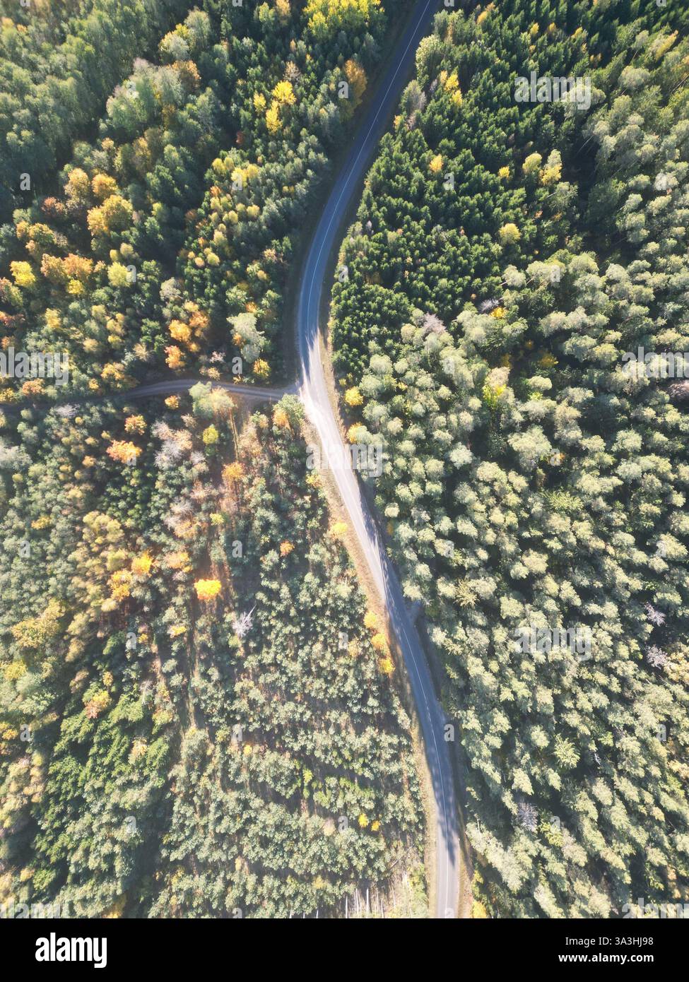 Aerial view of Road Through Lush Green Forest in early Autumn Stock ...