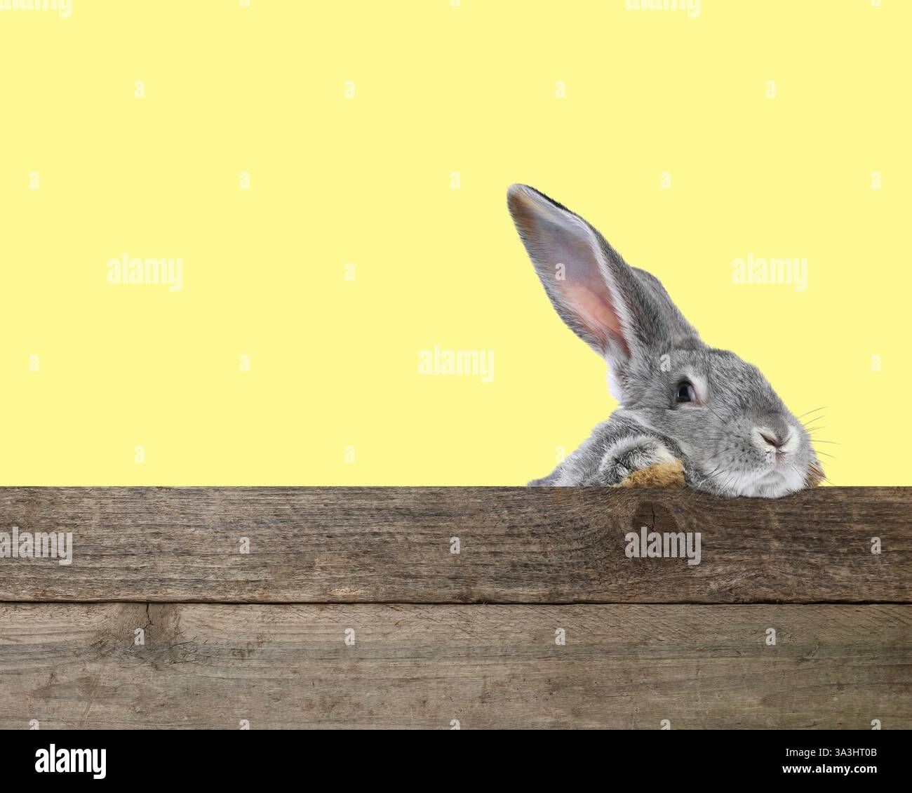 Cute fluffy rabbit peeking out from wooden fence on yellow background ...