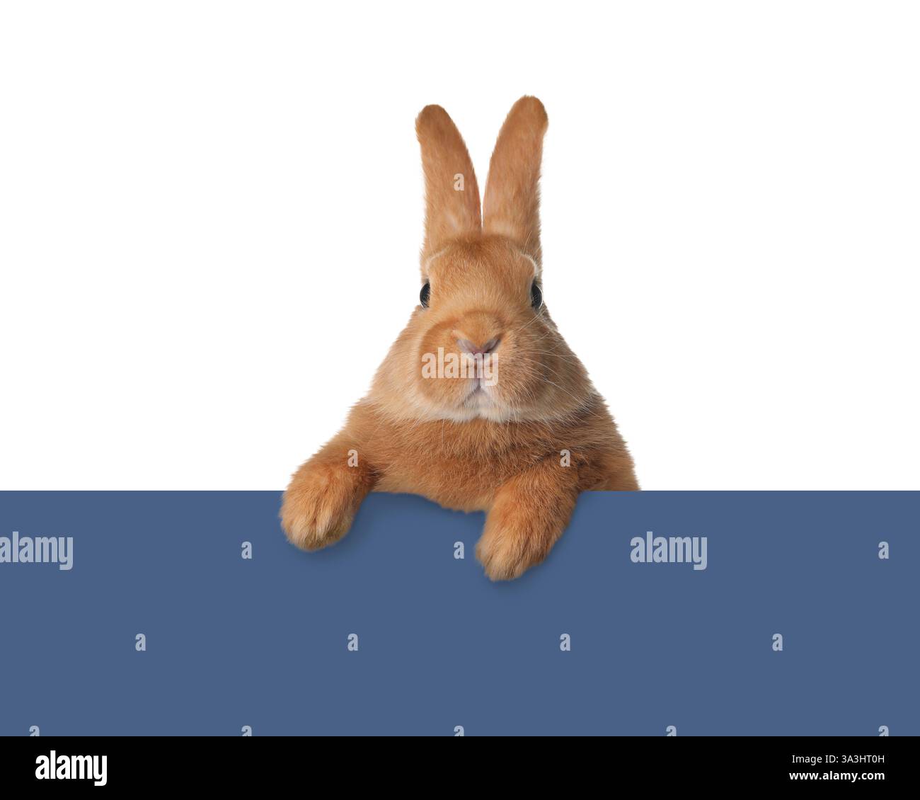 Cute fluffy rabbit peeking out from blue paper on white background ...