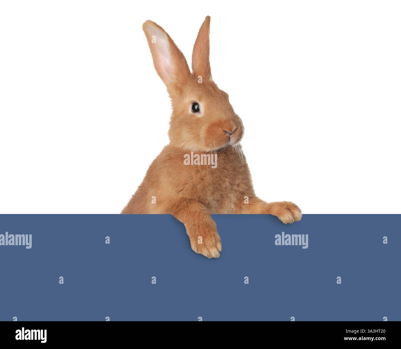 Cute fluffy rabbit peeking out from blue paper on white background ...