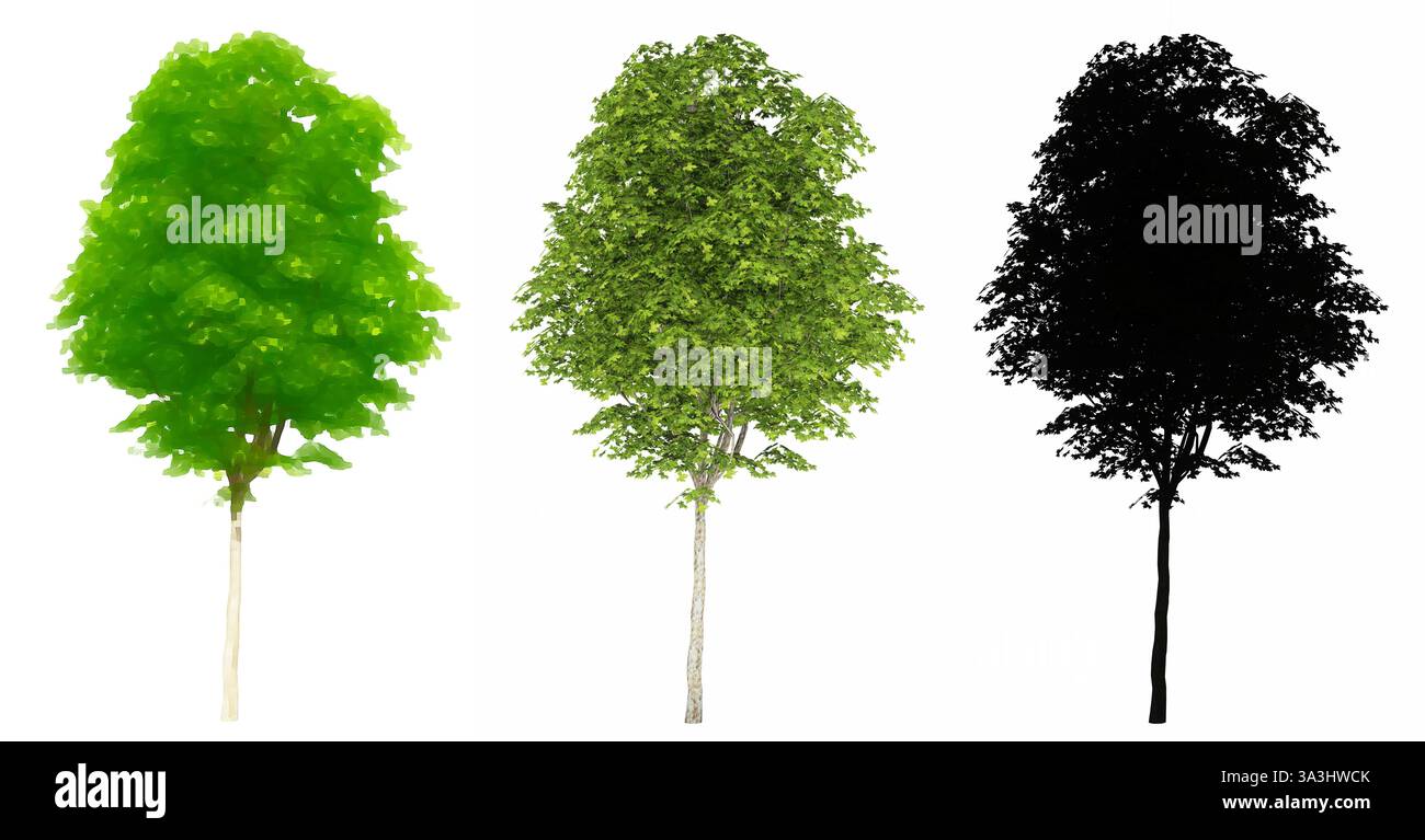 Set or collection of London Plane trees, painted, natural and as a black silhouette on white background. Concept or conceptual 3d illustration Stock Photo